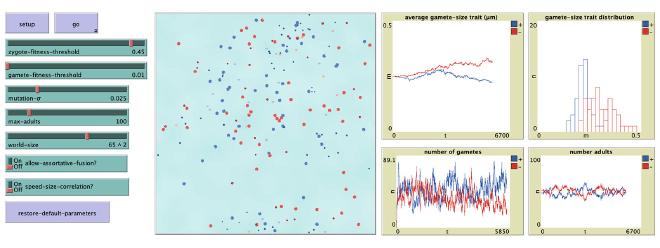 A screenshot of my Anisogamy model that shows the moment when isogamy is disrupted and anisogamy is emerging as the new evolutionary stable strategy.